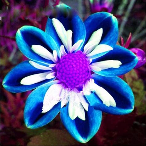 100pcs Rare Blue And White Point Dahlia Seeds Beautiful Perennial
