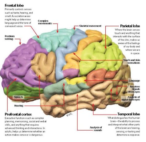 Regions Of Brain And Function