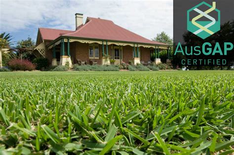 Sir walter dna certified is the only turf type to be regularly audited to ensure the standard and quality is that of a premium turf grass product. Which Instant Turf is the Best for Your Home? | Anco Instant Turf Melbourne