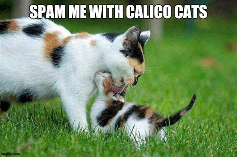 Image Tagged In Calico Cats Imgflip