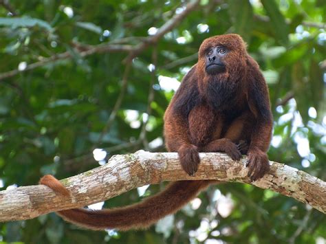 Tiredearth Meet The Planets 25 Most Endangered Primates