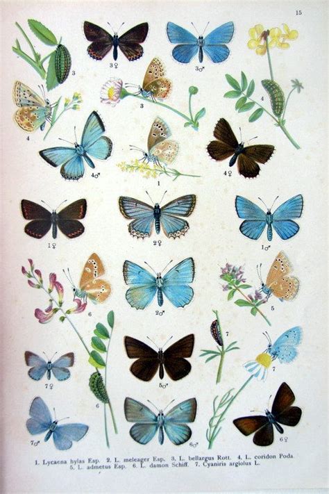 1907 Vintage Butterflies Butterfly Antique By Lyranebulaprints