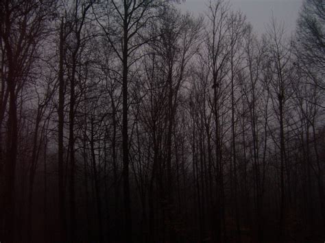 Dark Foggy Forest By Daggett Walfas On Deviantart