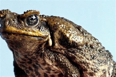 Poisonous Cane Toads Mating With Mangoes Snakes And Killing Crocodiles