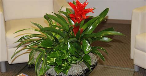 Under the same ownership for over 30 years, if&d has provided the finest quality plants and the most reliable office plant. Indoor Plant Service Houston - Plants for Office & Home