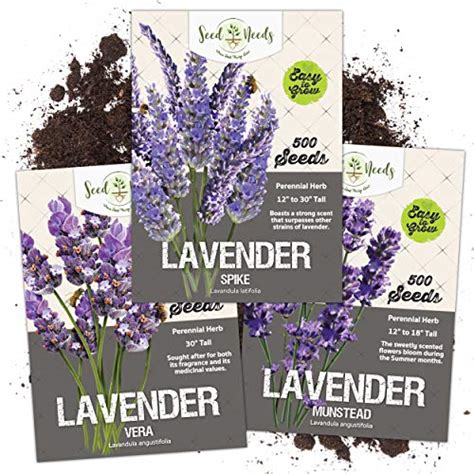 Best Bulk Lavender Seeds Where To Buy