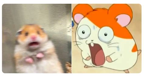 Hamtaro Scared Hamster Know Your Meme