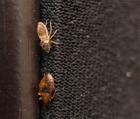 How Do Bed Bugs Spread In Georgia Active Pest Control Pest Control