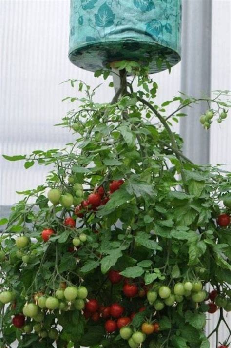 5 Amazing Upside Down Tomato Planter Techniques You Shouldnt Miss