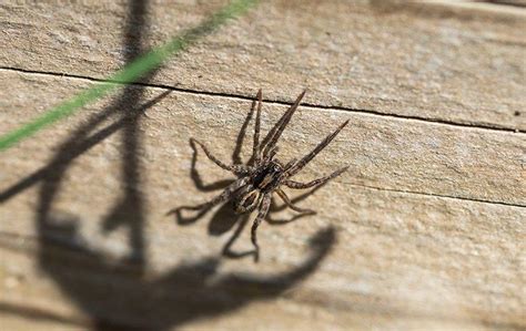 The Truth About Wolf Spiders In Frisco