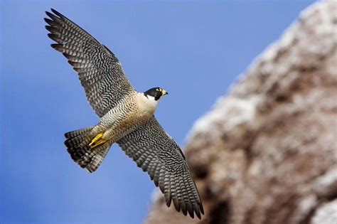 Peregrine Falcon Speed In Air Faster Than A Speeding Bullet You Betcha