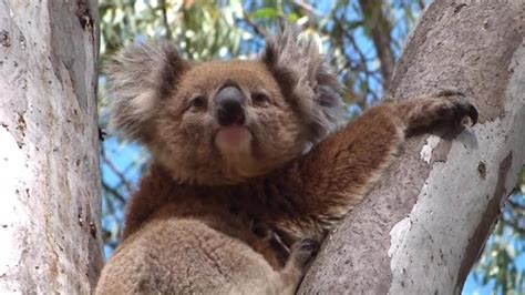 Cute Adorable Koala Bear In A Gum Tree In The Wild Youtube