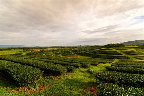 Tea Plantation Landscape With Sunrise Stock Photo Image Of Oolong