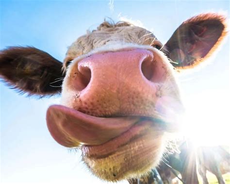275 Cute And Funny Cow Names 🐮 From Moodonna To Donald Rump