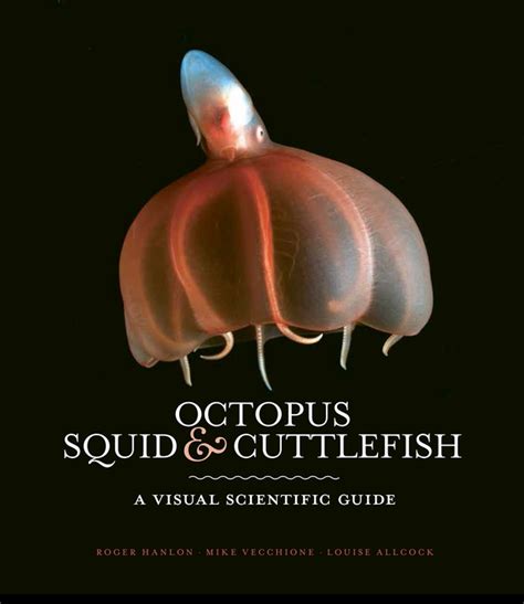 Under The Sea Your Guide To Octopus Squid And Cuttlefish