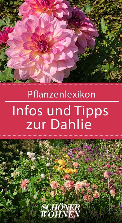 Auch, wenn hier sicherlich nicht jede pflanze zu finden ist, so kann man durchaus fündig werden und neue inspiration für den heimischen garten. Dahlien - pflanzen, richtig überwintern und die Sorten ...
