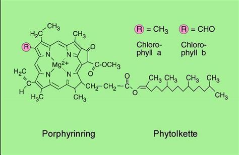 Chlorophyll a und b sind zwei hauptarten von chlorophyll, die in pflanzen und grünalgen vorkommen. Chlorophyll