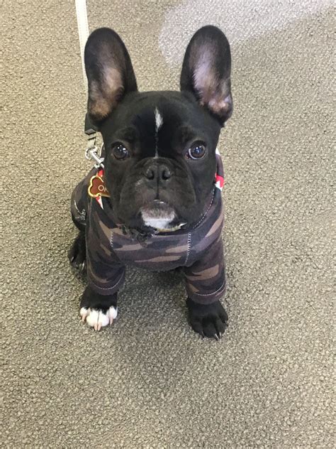 As long as they receive the attention and care they need, french bulldogs make wonderful, easy. Long Haired French Bulldog Scotland - Bulldog Lover
