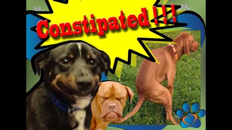 My Dog Is Constipated Symptom Signs And Treatment Youtube