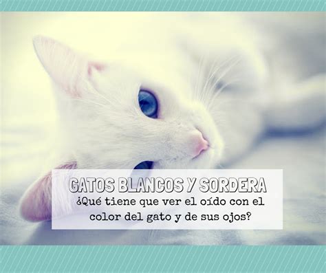 Mancha Blanca En El Ojo De Mi Gato Consejos Ojos