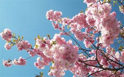 Sakura Wallpapers Wonderful Hdwallsource Desktop Computer Flowers