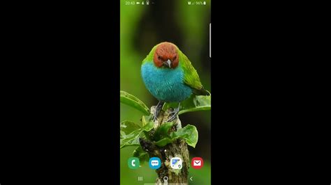 Beautiful Bird Live Wallpaper For Android Youtube