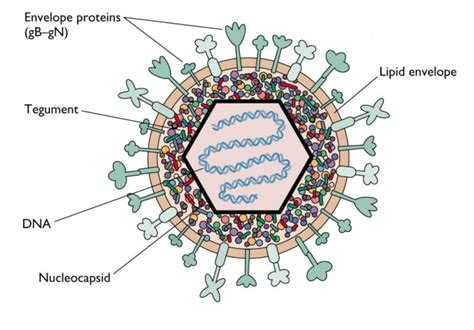 Herpes Simplex Virus Hsv Scheda Virologica Ed Approfondimenti