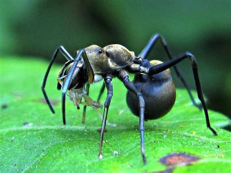 Ant Mimic Giant Ant Mimicking Spider Photographed By Linda Alisto In