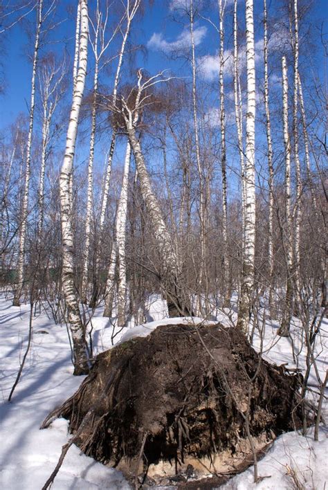 Fallen Birch Tree In Winter Forest Stock Image Image Of Ground