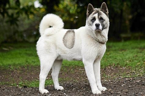 9 Norwegian Dog Breeds An Overview With Pictures Hepper