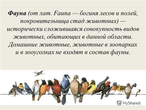 Презентация на тему: "Что такое фауна Автор: Бакутов В.А.. Фауна (от ...