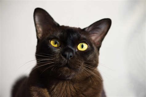 Black Burmese Cat Vs Bombay Cat Az Animals