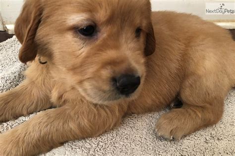 Golden retriever puppies for sale. Rus: Golden Retriever puppy for sale near Shreveport ...