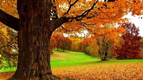 Spectacular Autumn Scene Hd Wallpaper Download Wallpapers Pictures