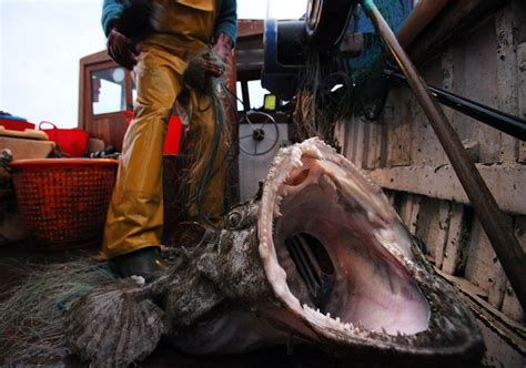15 Terrifying Things In The Ocean Because Jaws Has Nothing On These