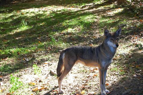 Return Of The Red Wolf Rwssp Of The Month Knoxville Zoo