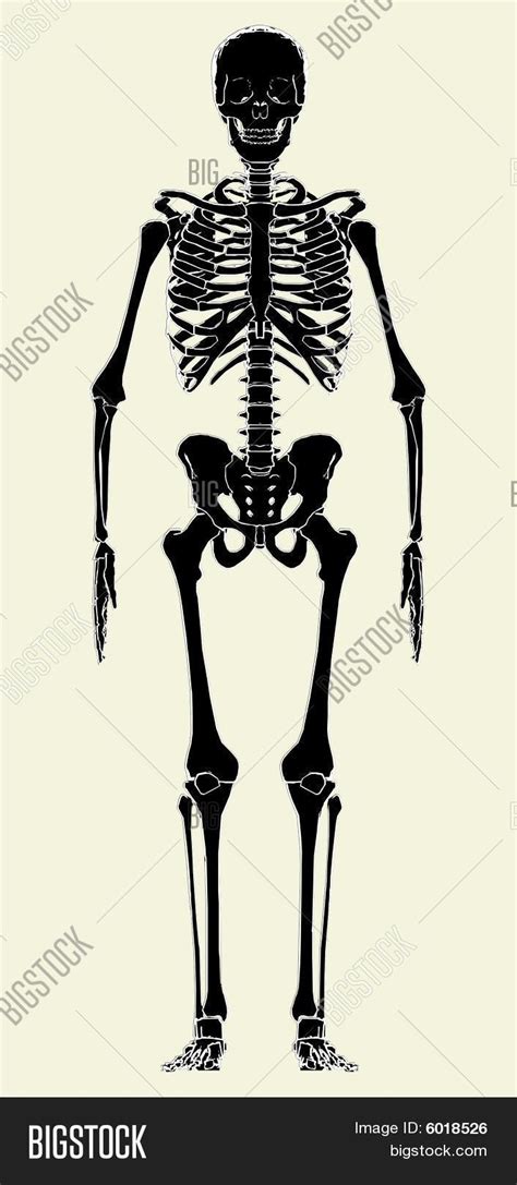 Human Skeleton Vector Vector Photo Free Trial Bigstock