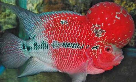 We did not find results for: Jenis dan Harga Ikan Louhan dengan Gambar | Binatang ...