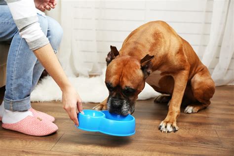 How To Take Care Of Your Pets At Home 10 Tips Listaka
