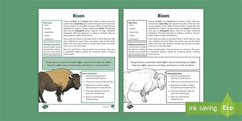 Fourth Grade Bison Fact File