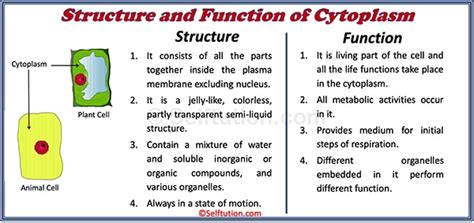 The cytoplasm is a fluid found in cells and the organelles suspended within. Structure and Function of a Cell and its Organelles ...