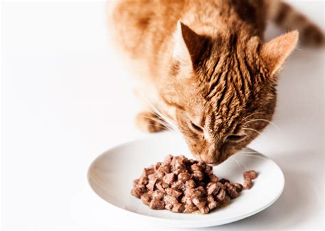 Sick cats may often lose their appetite as they become more interested in sleeping or taking a rest. Can Eating Cat Food Make A Dog Sick - CatWalls