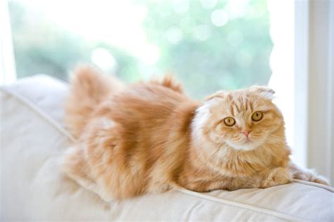 14 Fluffy Cat Breeds Youll Want To Cuddle Right Now