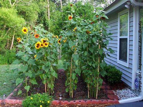 Sunflower Garden Staked At 79 Days Rock Garden Garden And Yard