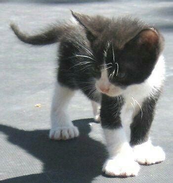 California , nevada , utah , colorado , or new mexico. Manx - Polydactyl kittens !!! - VERY RARE !!! for Sale in ...