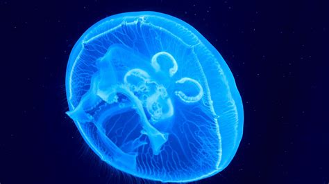 Download Wallpaper 2560x1440 Jellyfish Underwater World Glow Blue