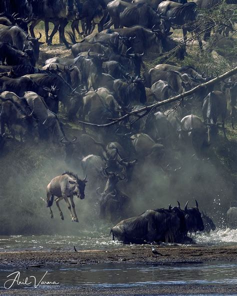 Migrating Wildebeest In Mid Air Leaping Into The Dangerous Mara River