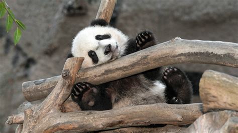 Beautiful Panda Some Awesome Hd Pictures And Wallpapers All Hd Wallpapers