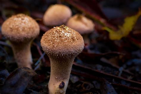 Free Picture Fungus Mushroom Wood Macro Nature Organism Vegetable