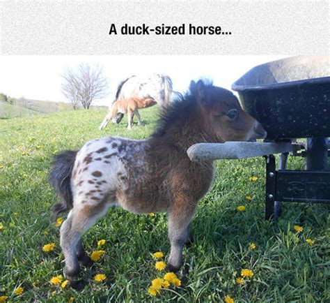 A Duck Sized Horse